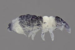 Pseudachorutinae