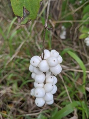 Symphoricarpos albus