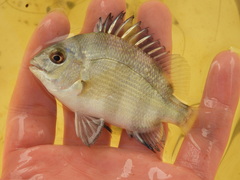 Sheepshead photo 4