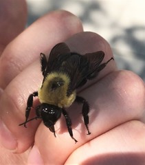 Bombus griseocollis
