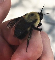 Bombus griseocollis
