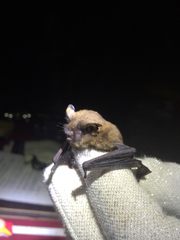 Myotis californicus