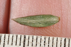 Pimelea pseudolyallii