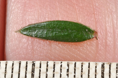 Pimelea pseudolyallii