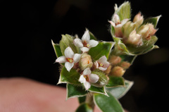 Pimelea pseudolyallii