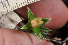 Pimelea pseudolyallii