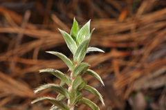 Pimelea pseudolyallii