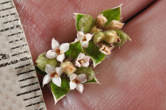 Pimelea pseudolyallii