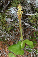 Satyrium emarcidum