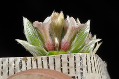 Pimelea pseudolyallii