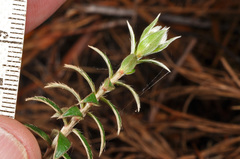 Pimelea pseudolyallii