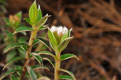 Pimelea pseudolyallii