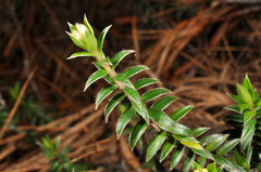 Pimelea pseudolyallii