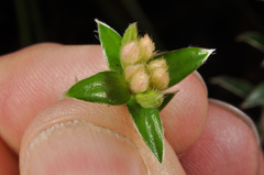 Pimelea pseudolyallii