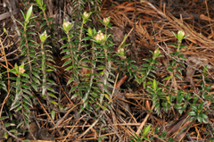 Pimelea pseudolyallii