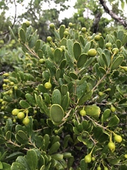 Jacquinia keyensis