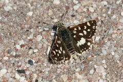 Spialia ferax