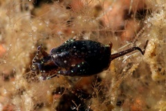 Haminoeidae