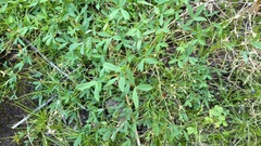 Trifolium monanthum grantianum