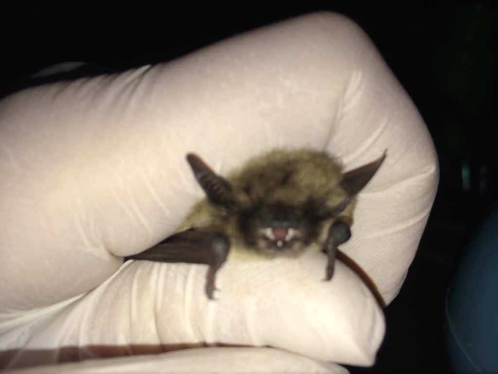 Western Small-footed Myotis in July 2014 by Rochelle Kelly. Juvenile ...