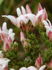 Aspalathus submissa