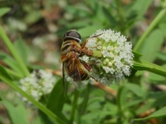 Palpada vinetorum