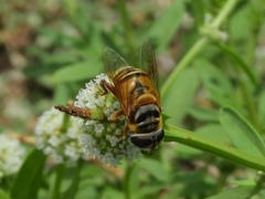 Palpada vinetorum