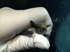 Myotis ciliolabrum
