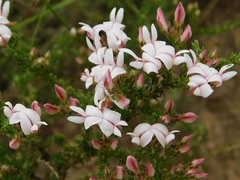 Aspalathus submissa