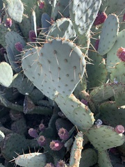 Opuntia