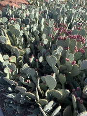 Opuntia
