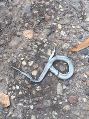 Thamnophis sirtalis