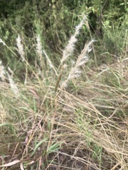 Bothriochloa longipaniculata