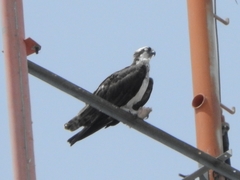 Pandion haliaetus