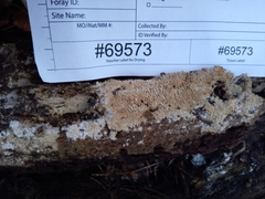 Hydnocristella himantia