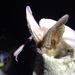 Townsend's Western Big-eared Bat - Photo (c) Rochelle Kelly, some rights reserved (CC BY-NC), uploaded by Rochelle Kelly