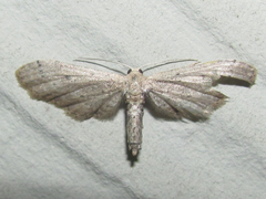 Euacidalia