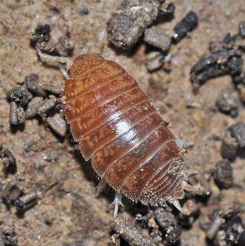 Representative image of Leptotrichus panzerii
