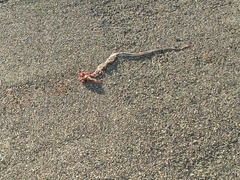 Masticophis taeniatus taeniatus