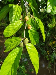 Quararibea asterolepis