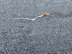 Masticophis taeniatus taeniatus