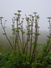 Selinum alatum
