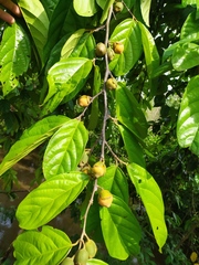 Quararibea asterolepis