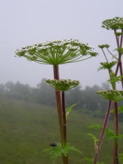 Selinum alatum