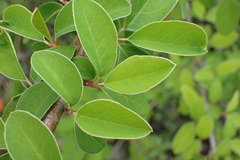 Cotoneaster frigidus