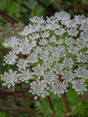 Selinum alatum