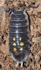 Porcellio ornatus