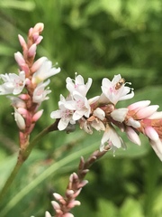 Persicaria madagascariensis