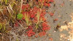 Drosera kaieteurensis