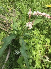 Persicaria madagascariensis